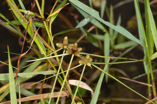 Lipocarpha maculata #1